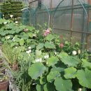 원앙농장 이미지