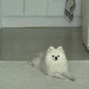쌀강아지 | 다산 애견미용 쌀강아지 포메 가위컷 후기