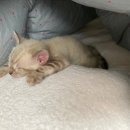 MJ캐터리 이미지