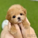 블리독 위례점 고양이강아지분양 말티푸 비숑 포메라니안 | 위례강아지분양 특별한 믹스견입양