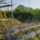 복상농장 이미지