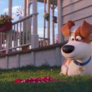 The secret life of pets 2 이미지