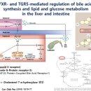 담즙을 많이 버리는 것이 해독의 답인가? 커피 관장 , Liver flushing 이거 뭐지? 이미지