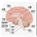 11.16 전립선/폐질환/뇌구조 이미지