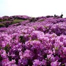 제359차 4월9일 대구 비슬산(1,084m) 진달래 산행 ....10.8km 이미지