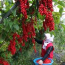 오미자희망마을 이미지