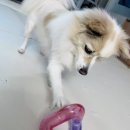 도그스케치 | 도그스케치 강아지 노즈워크 장난감 내돈내산 솔직 후기/ 와디즈펀딩