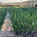 감당농장 이미지