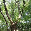 한라산둘레길 돌오름길 이미지