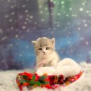 루비캣 | 울산고양이분양 여학생 가족에게 분양후기