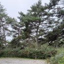 숲속에는 | 화순 숲속의 베리팜🫐후기 캠핑 + 농장 + 숲이 🌳한곳에