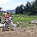 대관령 농장 이미지