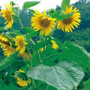 해바라기 이미지