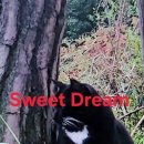 Sweet dream 이미지