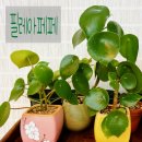필레아 | 필레아페페 키우기, 웃자라 가지치기했더니 물꽂이 번식 성공