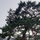 하모니파크