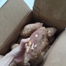 해남고구마 꿀고구마 맛있는 단짝상회 후기