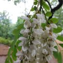 쌍둥이네미꾸라지탕 이미지