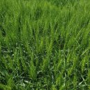 농업회사법인(유)이삭 이미지