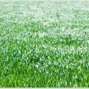 가파도올레길 이미지