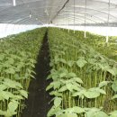 추부농장 이미지