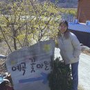 예곡마을회관 | 마산 3월 꽃구경가볼만한곳 (예곡동산수유마을-의림사 매화)