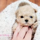 나라애견 송탄점 | 송탄강아지분양 기본에 충실한 애견샵
