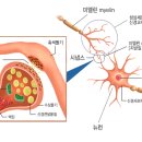 시냅스