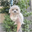 플라워퍼피 이미지