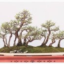 분재전시회 이미지