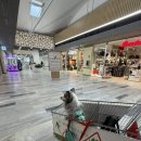 이든반려견 문화센터 | 반려견과 함께한 이탈리아 마트 입장 후기 | 한국과 다른 문화의 차이를 느끼다