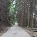 편백자연휴양림 이미지