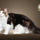 포레스트캣 이미지