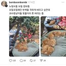 3.10) 붕싸🍦/ 고기🐖/ 크레이지 두마리 파닭 1호점🐔