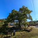 함안 영동리 회화나무 이미지