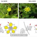 개소시랑개비 이미지