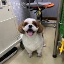 DS동물병원 이미지