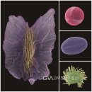 백두대간 자생씨앗 아름다움에 반하다 이미지