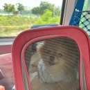 송도 더스카이 현장식당 | [부산] 강아지와 부산 여행🏖️(남포 커넥트오션 호텔/송도해상케이블카/애견동반 식당/카페 추천)