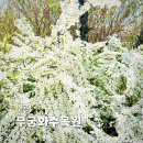 수목원 입구 | 보령 무궁화수목원 4월 조팝나무 실시간 개화상황, 주차 꿀팁