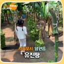 대인농장4 | 제주 농장 체험 열대과일농장 유진팡 토끼도 있어