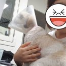 비바동물병원 이미지