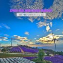 청화웰니스 | 2025 거창 감악산 꽃&amp;별여행 총정리｜아스타국화 축제 기간·주소·주차·개화·프로그램·혜택까지