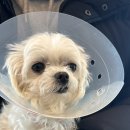 24시 포항 이음동물의료센터 이미지