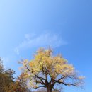 말하는 은행나무 이미지