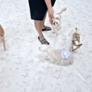 상주애견 이미지