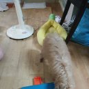 펫츠아일랜드 이미지