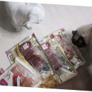 베베펫 천안 강아지분양 고양이분양 이미지
