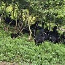 자연애흑염소팜 | 임실흑염소 자연애흑염소팜