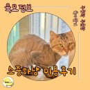 소중하냥 이미지